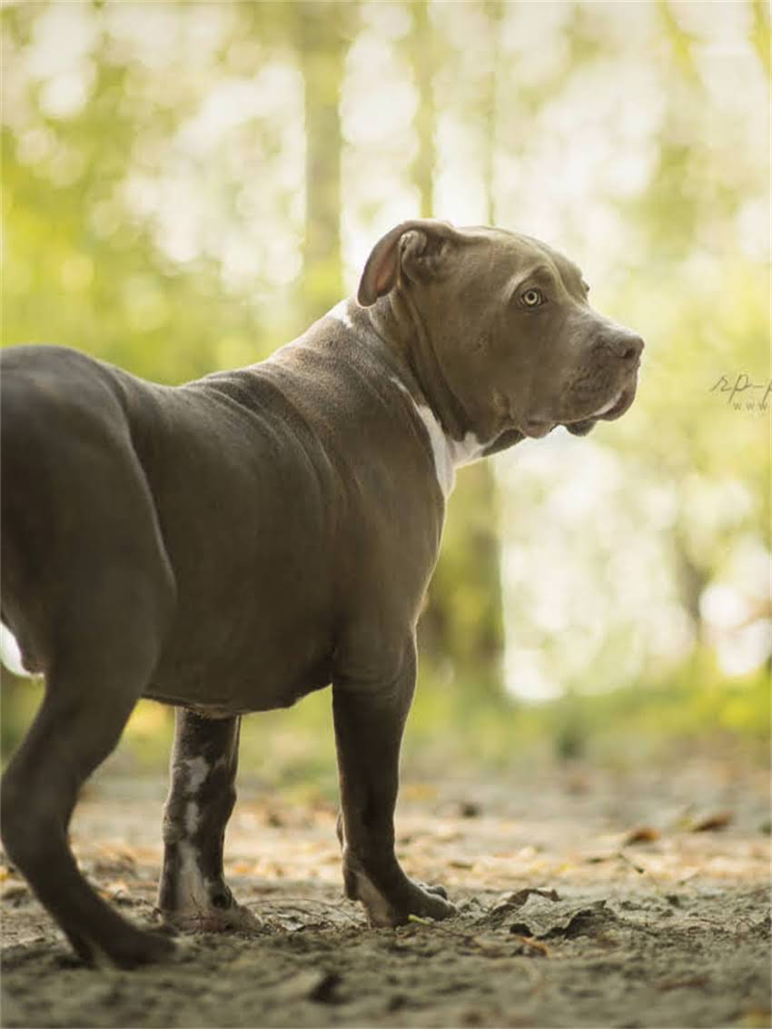 图片 小狗频繁干呕呕吐怎么办？7大可能原因及应对措施全.jpg