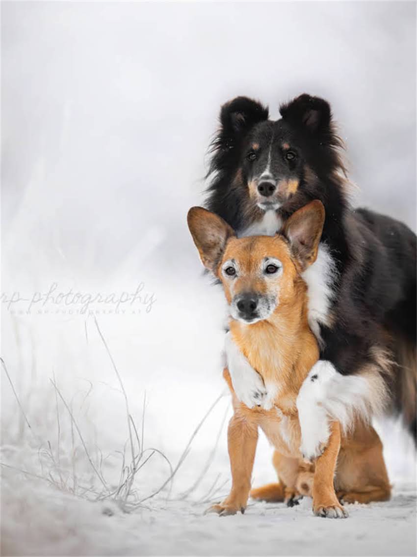 图片 小狗频繁干呕呕吐怎么办？7大可能原因及应对措施全1.jpg