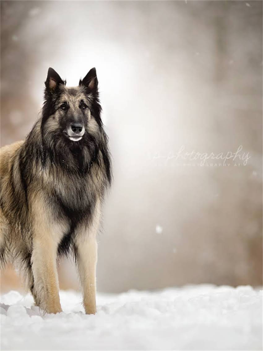 图片 小狗频繁舔爪子的五大常见原因及应对措施.jpg