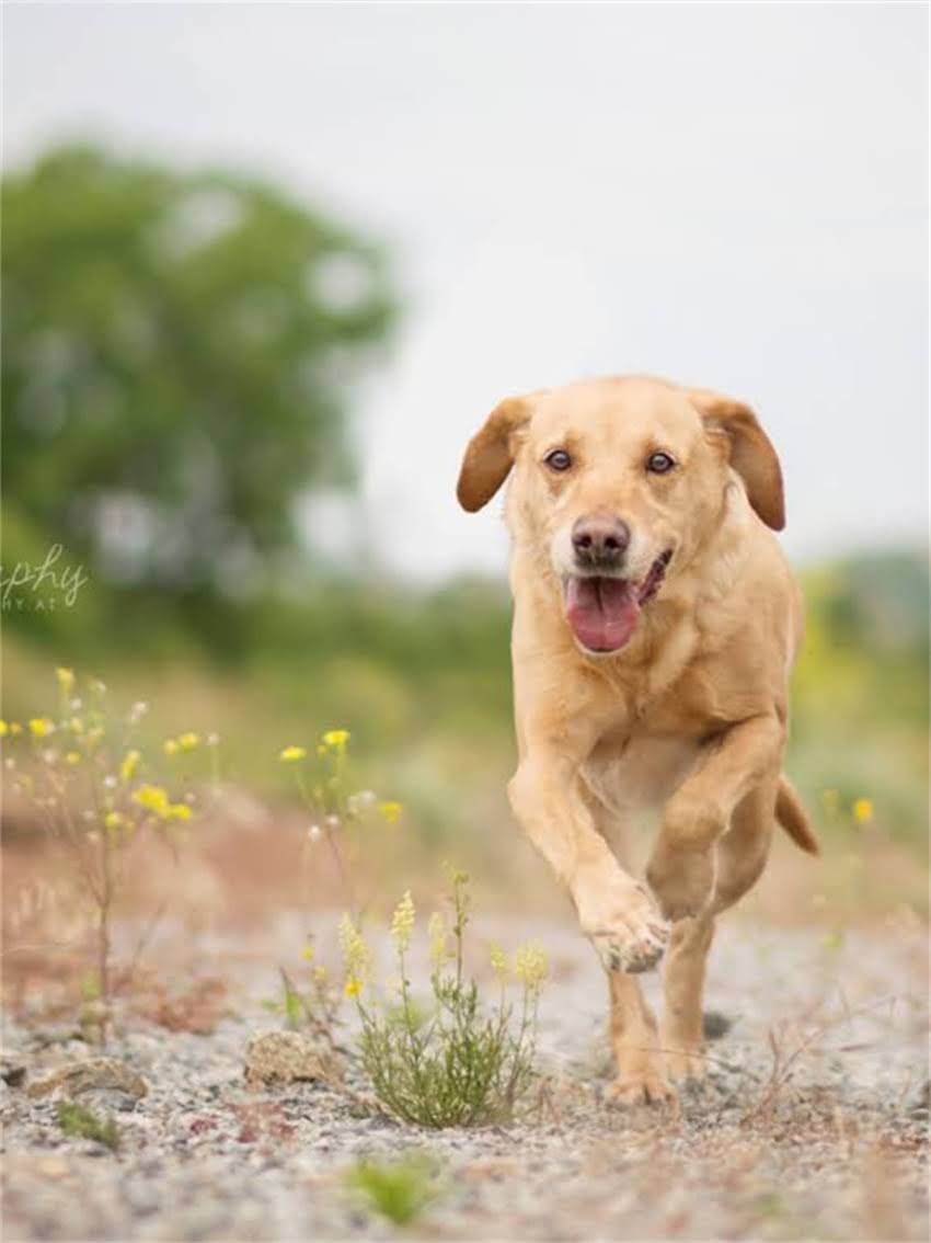 图片 小狗频繁舔爪子的五大常见原因及应对措施1.jpg