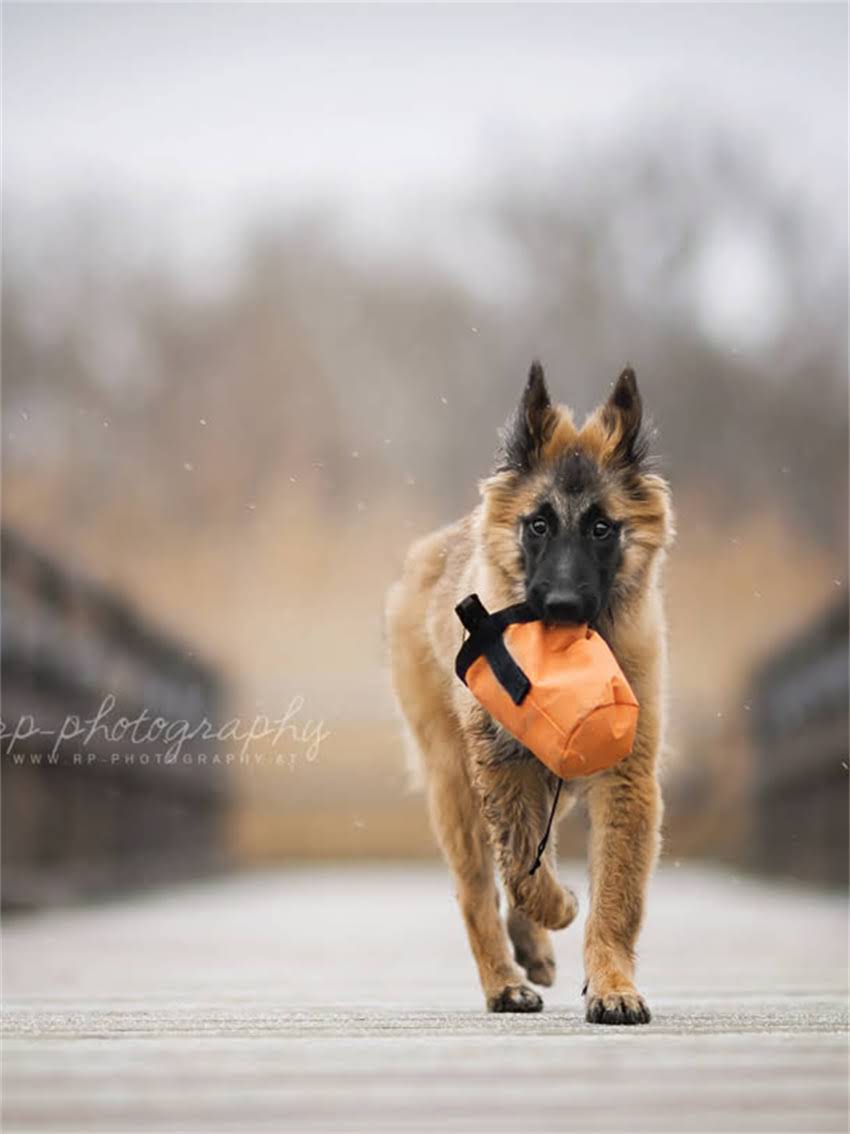 图片 小狗频繁舔爪子的五大常见原因及应对措施2.jpg