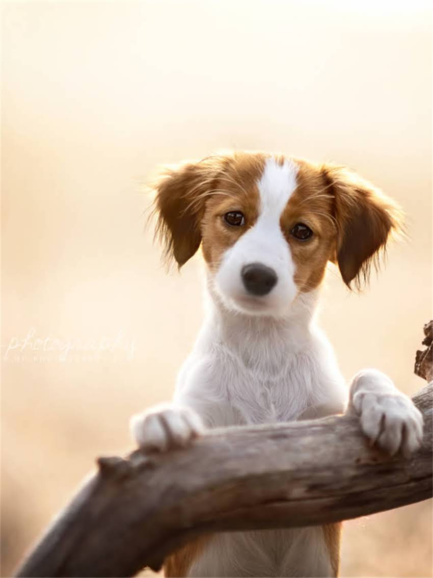 图片 小狗食欲不振怎么办？家庭护理全攻略：症状识别与科学应对指南.jpg