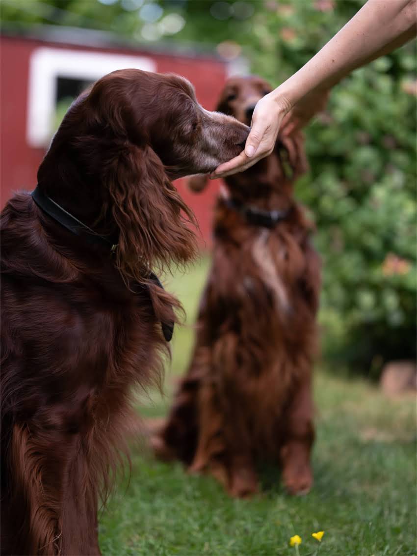 图片 小狗食欲不振怎么办？家庭护理全攻略：症状识别与科学应对指南1.jpg
