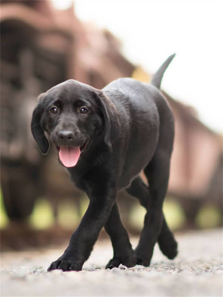 图片 小狗食欲不振怎么办？家庭护理全攻略：症状识别与科学应对指南2.jpg