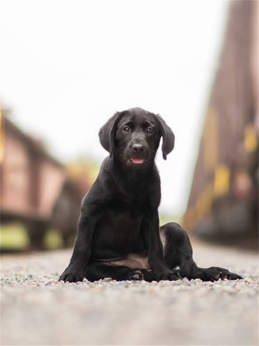 图片 小狗驱虫与疫苗全攻略：科学时间表与注意事项（附对比图）1.jpg