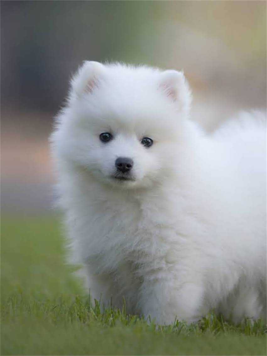 图片 小猫一直叫个不停怎么办？5大原因及解决方法全.jpg