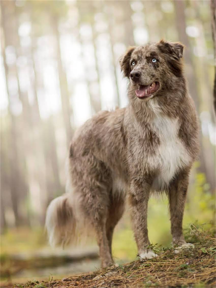 图片 小猫一直叫个不停怎么办？5大原因及解决方法全2.jpg