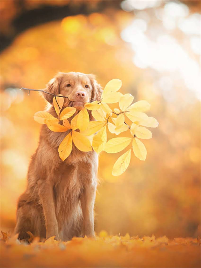 图片 小猫三天没拉屎怎么办？专业兽医便秘原因及应急处理指南1.jpg