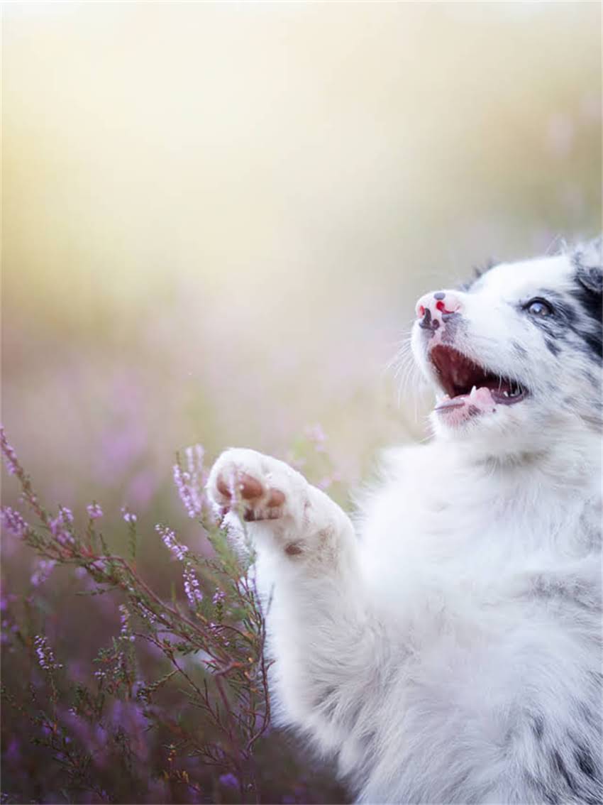 图片 小猫三天没拉屎怎么办？专业兽医便秘原因及应急处理指南2.jpg