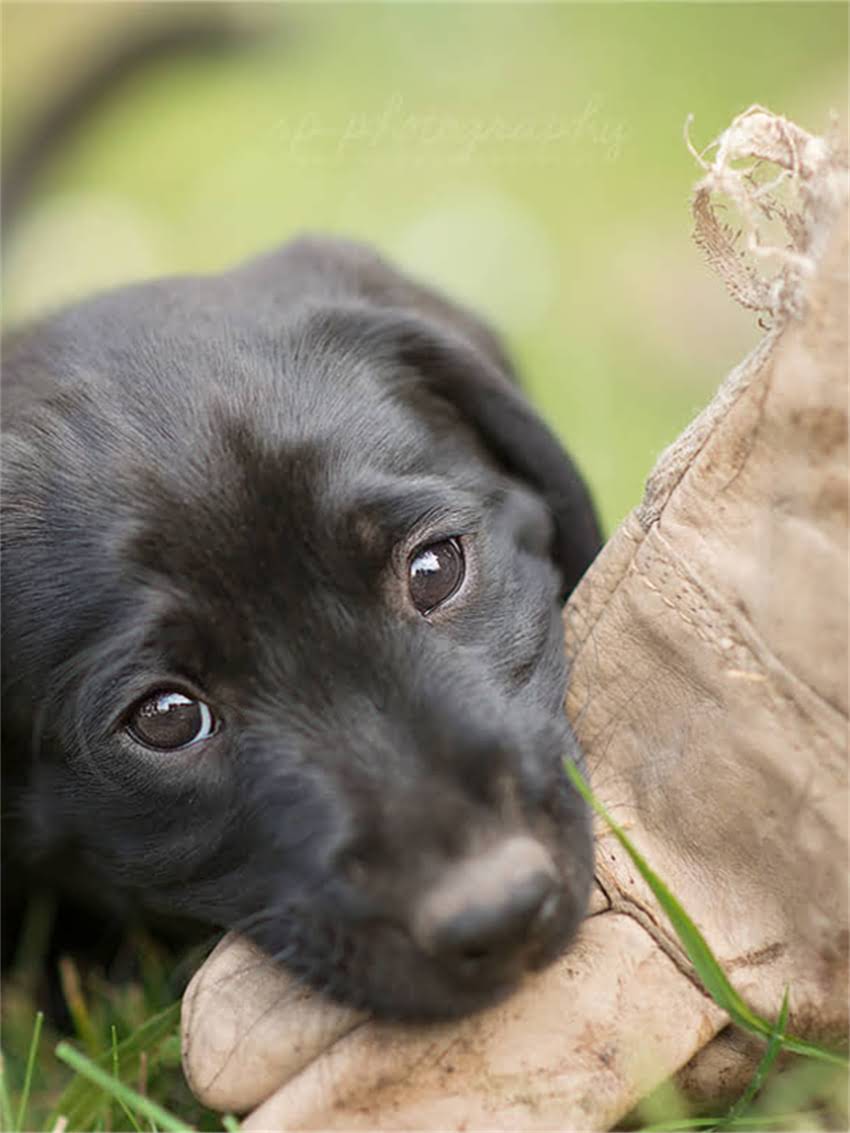 图片 小猫不会跳急哭主人？3个科学训练法让猫咪学会跳跃（附教程）.jpg