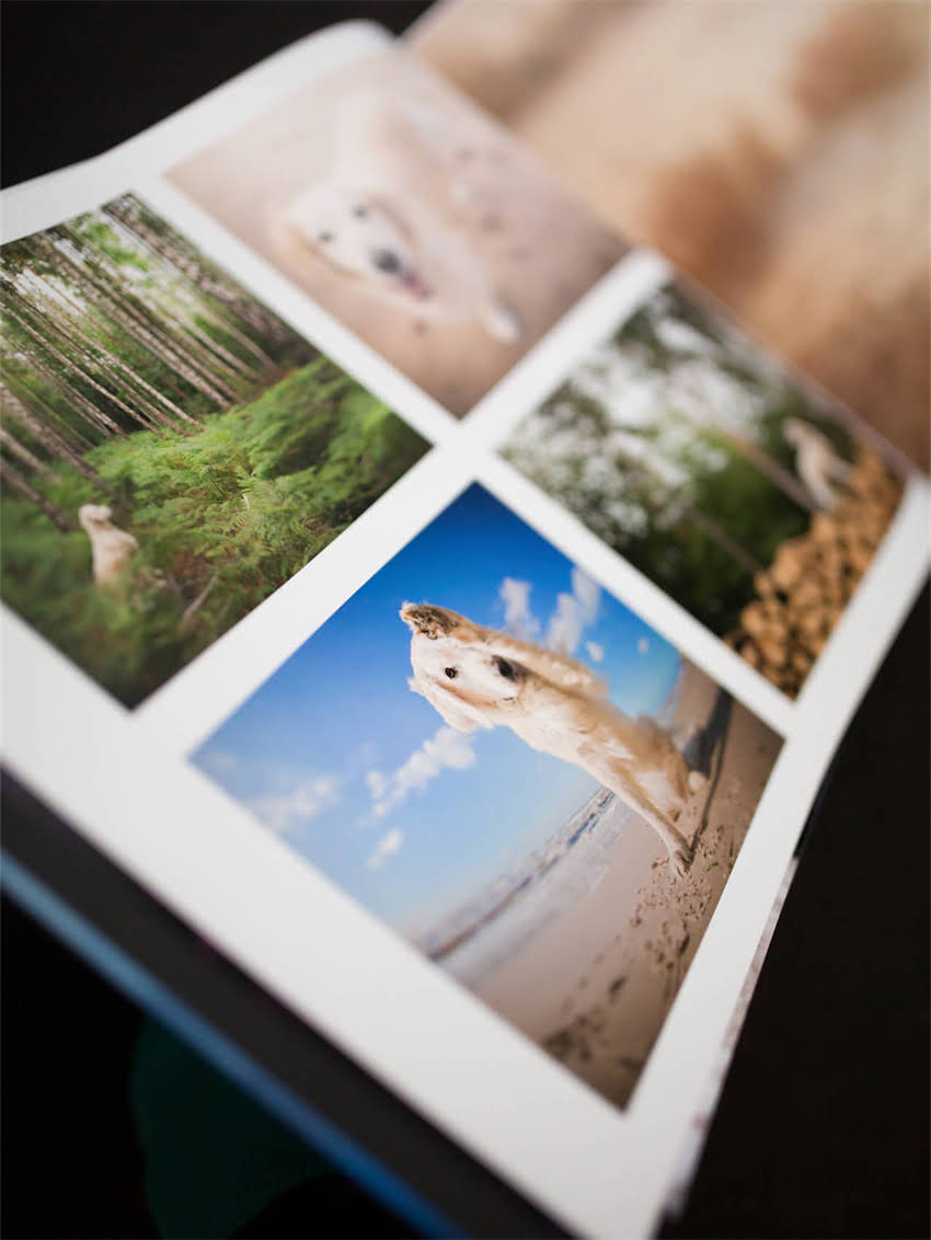 图片 小猫不会跳急哭主人？3个科学训练法让猫咪学会跳跃（附教程）2.jpg