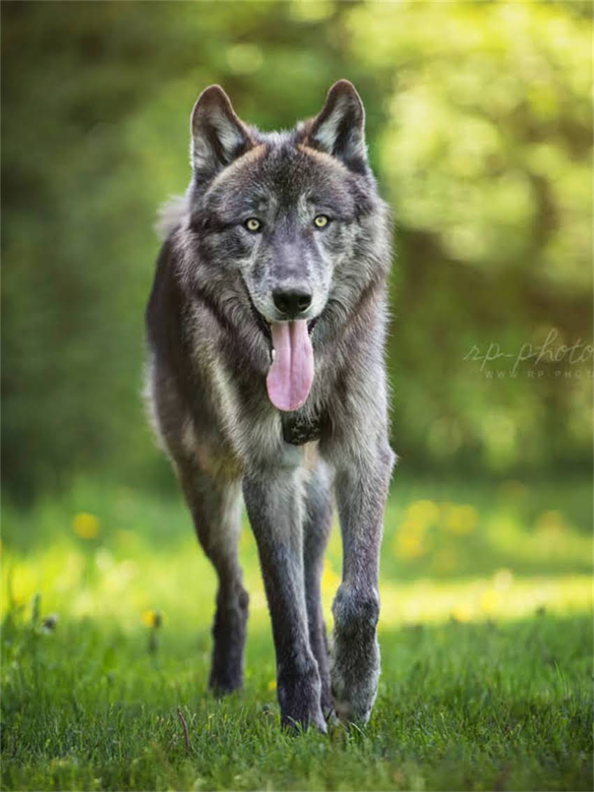 图片 小猫产后吃什么好？母猫营养配方与幼猫喂养全指南（附食谱）.jpg