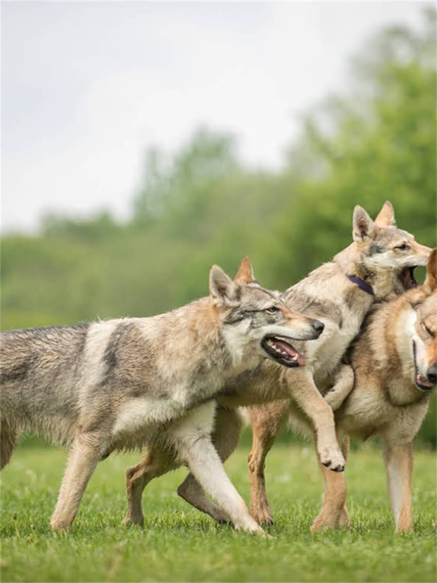 图片 小猫产后吃什么好？母猫营养配方与幼猫喂养全指南（附食谱）1.jpg