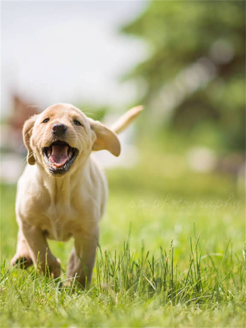 图片 小猫产后吃什么好？母猫营养配方与幼猫喂养全指南（附食谱）2.jpg