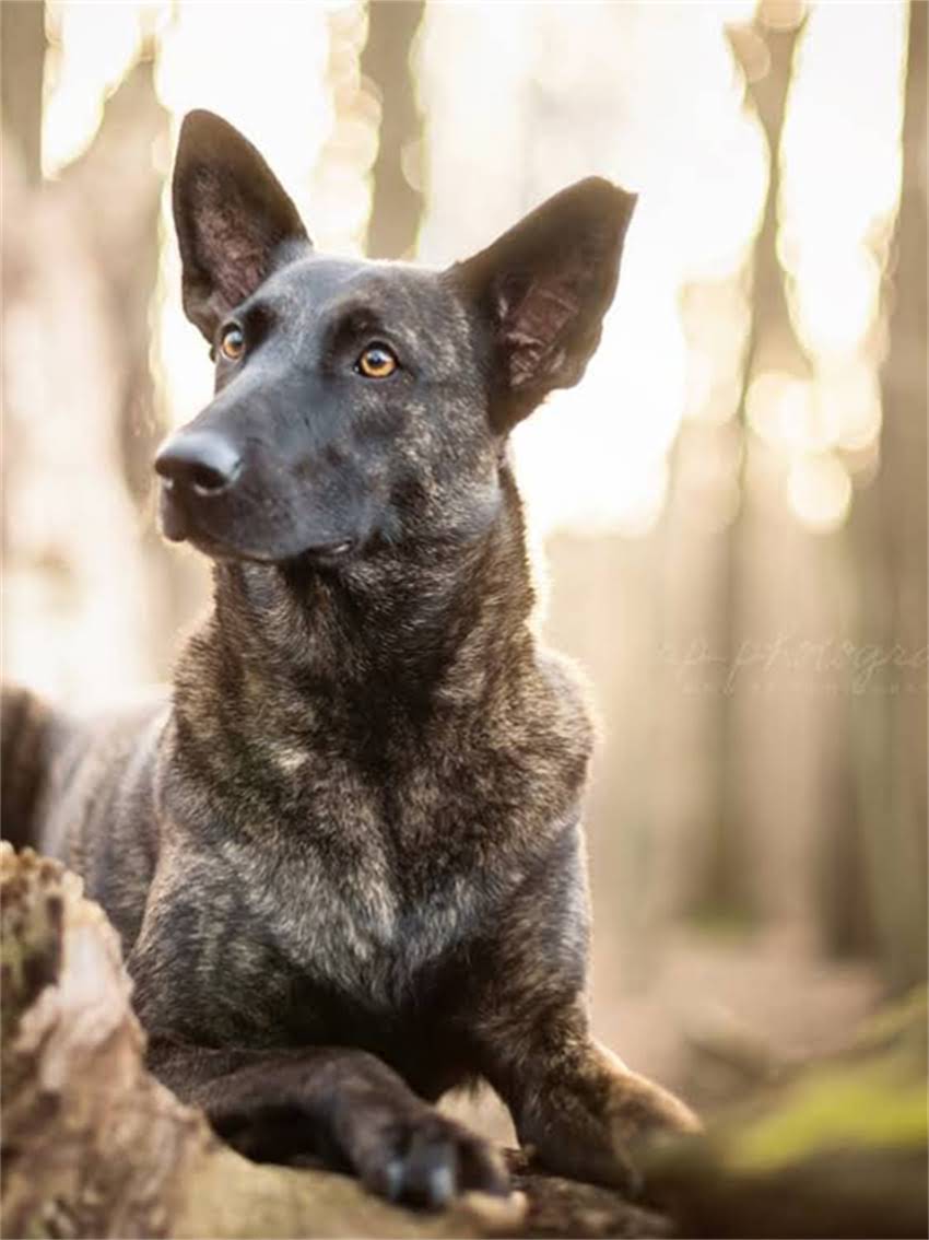 图片 小猫价格全：不同品种、地区及购买渠道的市场价清单.jpg