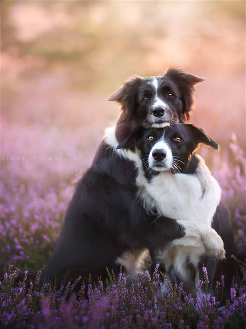 图片 小猫何时开始吃干粮？3个关键月龄的喂养指南与营养误区全.jpg