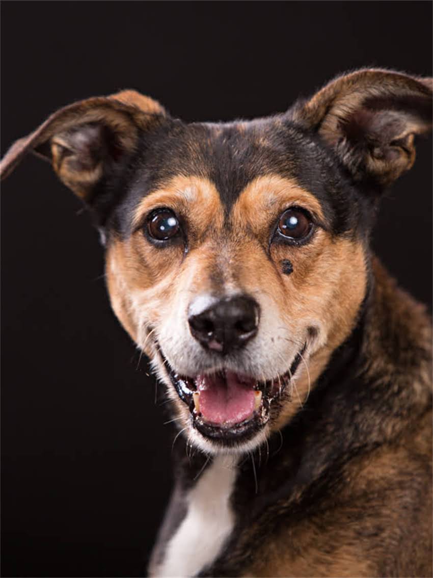 图片 小猫何时开始吃干粮？3个关键月龄的喂养指南与营养误区全2.jpg