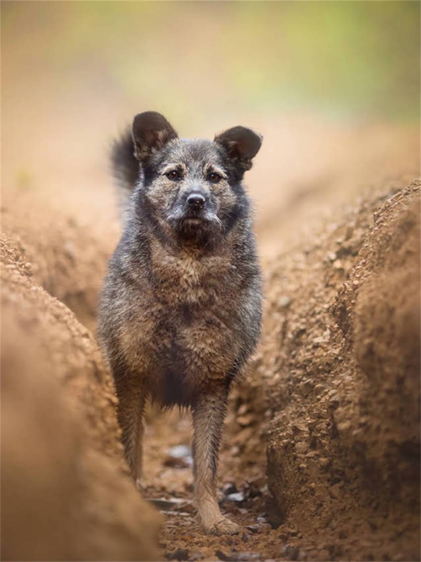 图片 小猫去世后如何应对？宠物主人必看的10个处理步骤及心理疏导指南.jpg