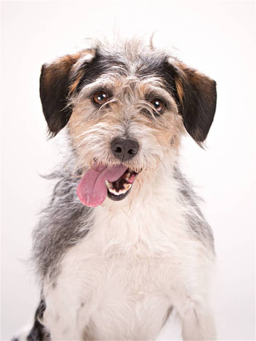 图片 小猫去世后如何应对？宠物主人必看的10个处理步骤及心理疏导指南1.jpg