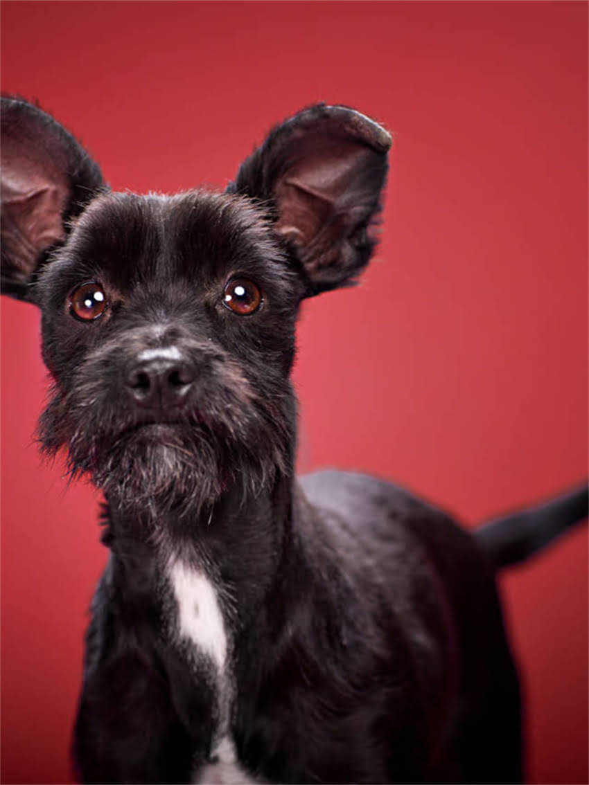 图片 小猫可以吃蛋黄吗？科学蛋黄喂养全指南（附喂养禁忌与营养配比）.jpg