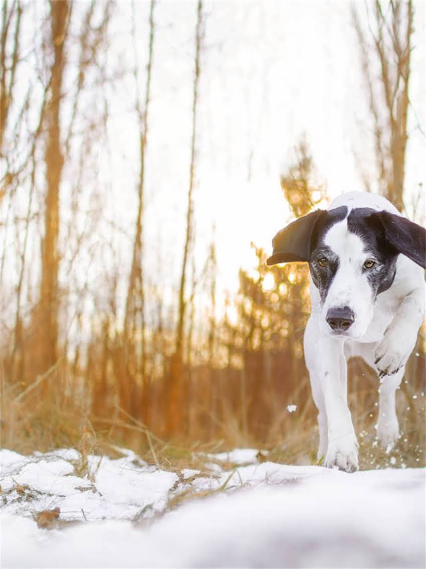 图片 小猫可以吃蛋黄吗？科学蛋黄喂养全指南（附喂养禁忌与营养配比）2.jpg