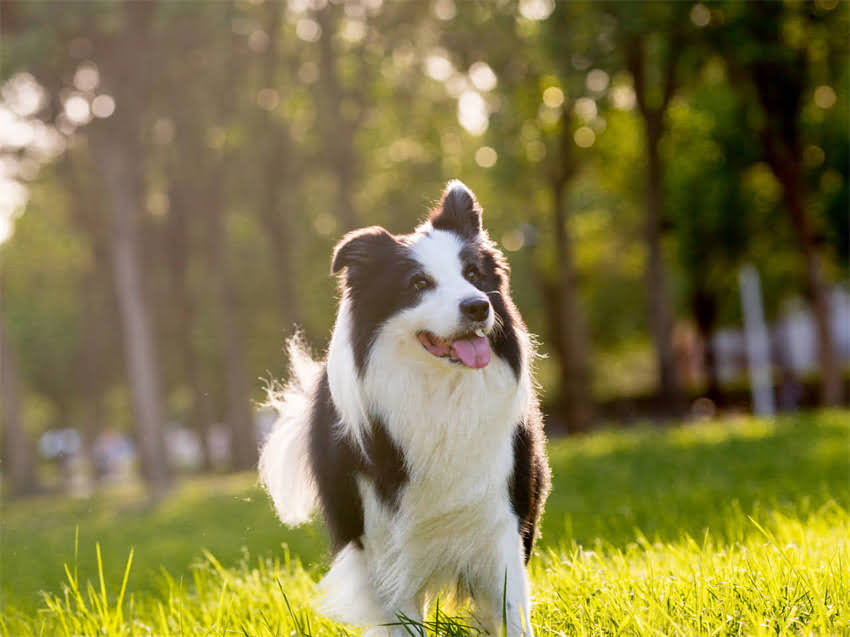 图片 小猫吐舌头的原因及应对措施：宠物医生详解健康隐患与护理指南1.jpg