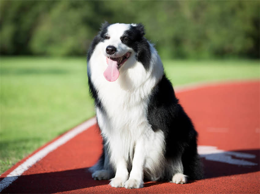 图片 小猫吐舌头的原因及应对措施：宠物医生详解健康隐患与护理指南2.jpg