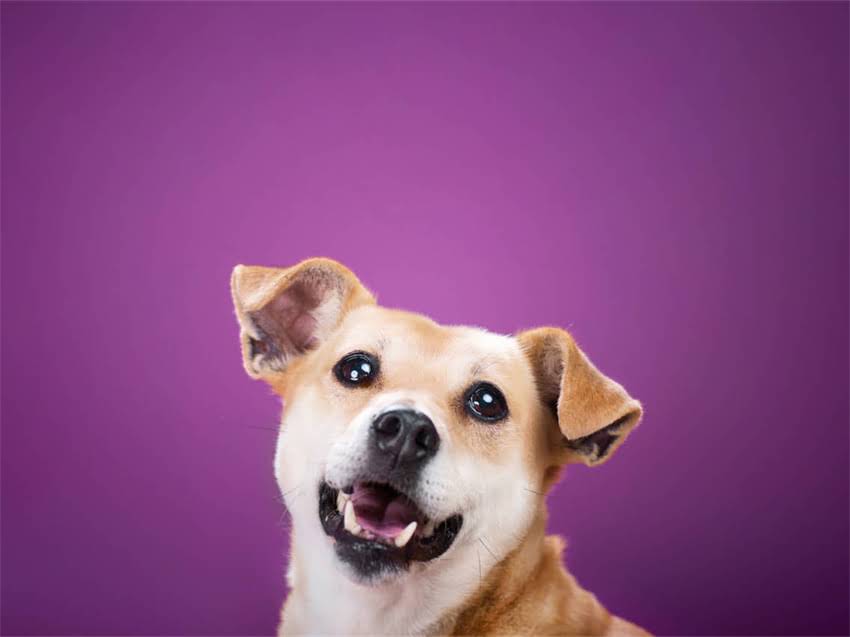 图片 小猫呕吐食欲不振全攻略：7天恢复法+专业兽医+家庭护理指南1.jpg