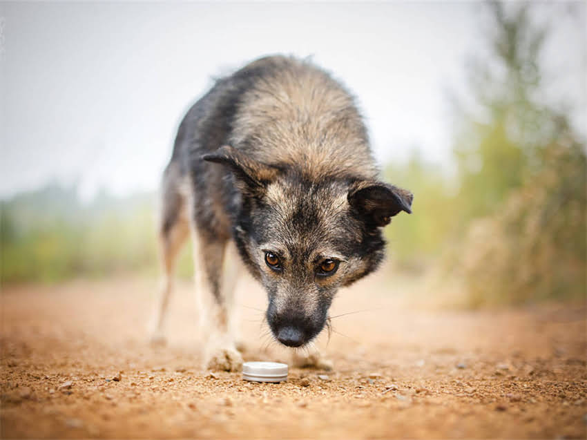 图片 小猫咪吃饭全攻略：科学喂养指南与常见问题解答（附食谱）2.jpg