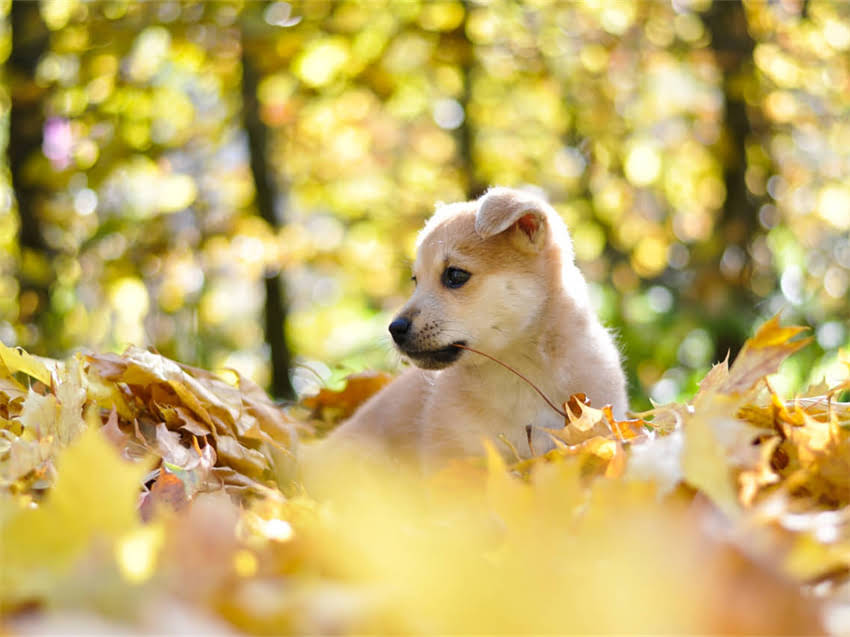 图片 小猫咪突然拉肚子不吃猫粮怎么办？资深兽医教你5步紧急处理法.jpg