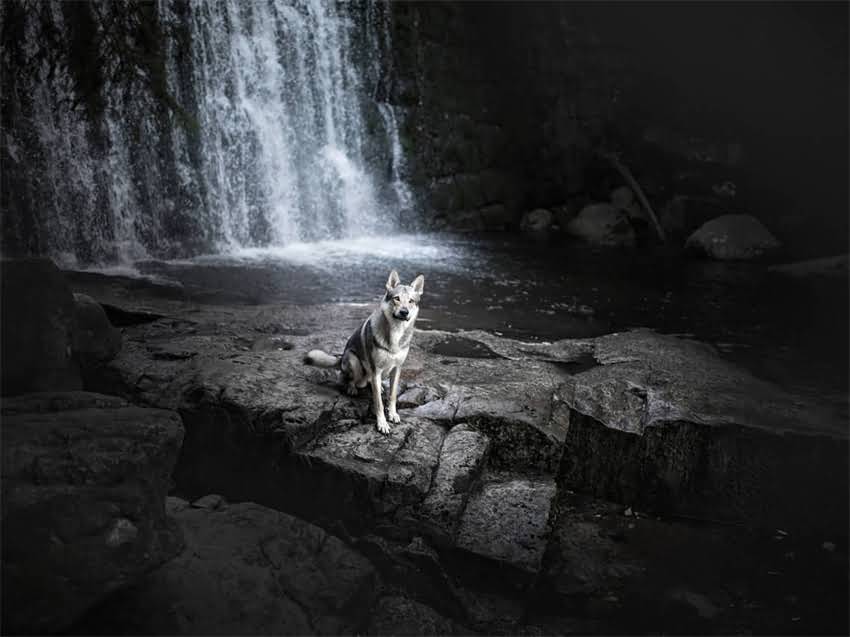 图片 小猫咪突然拉肚子不吃猫粮怎么办？资深兽医教你5步紧急处理法2.jpg