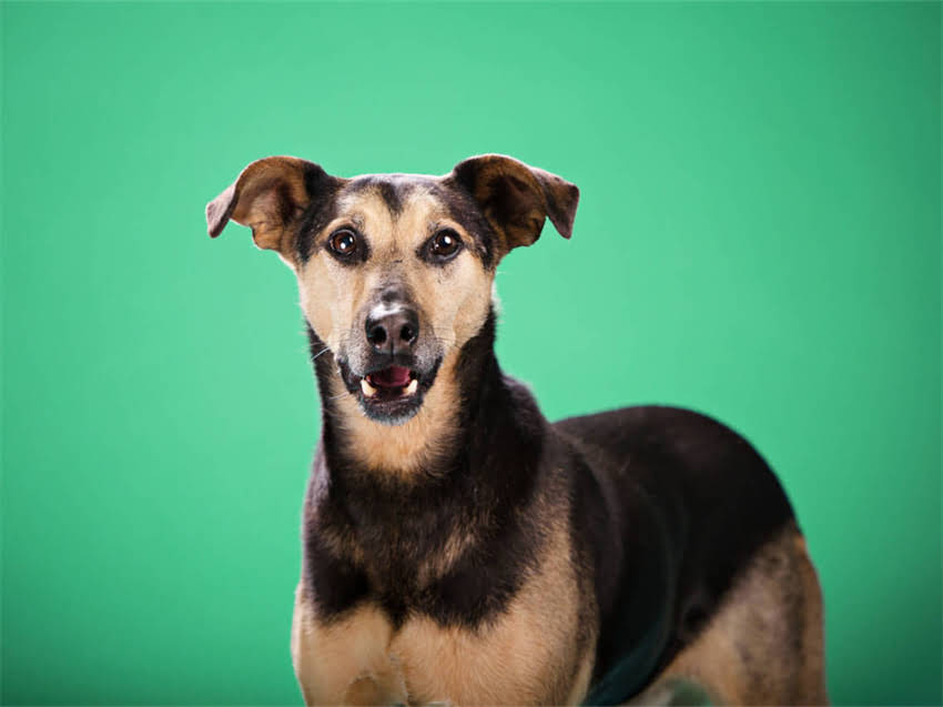 图片 小猫嘴巴的形状特征与饲养全：5大关键点+健康观察指南.jpg