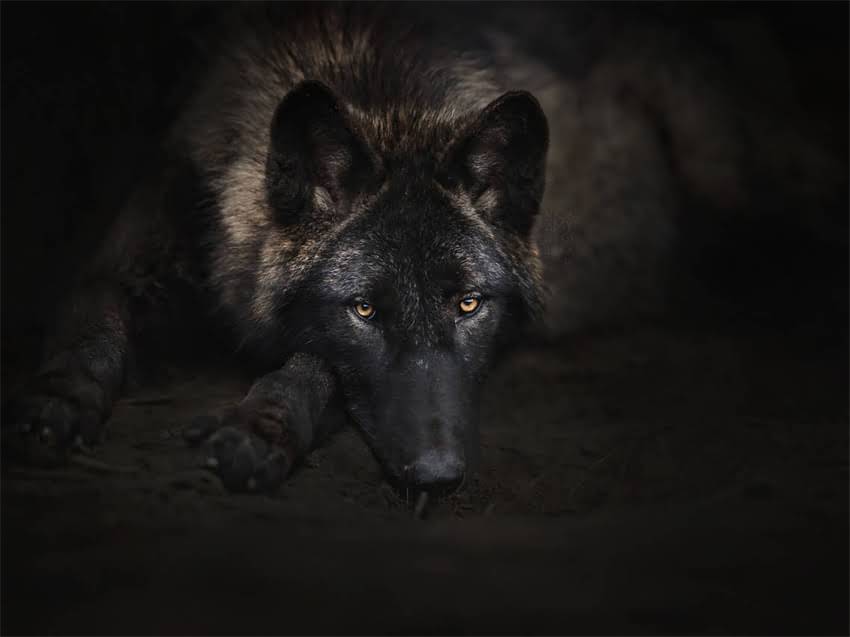 图片 小猫嘴巴的形状特征与饲养全：5大关键点+健康观察指南2.jpg