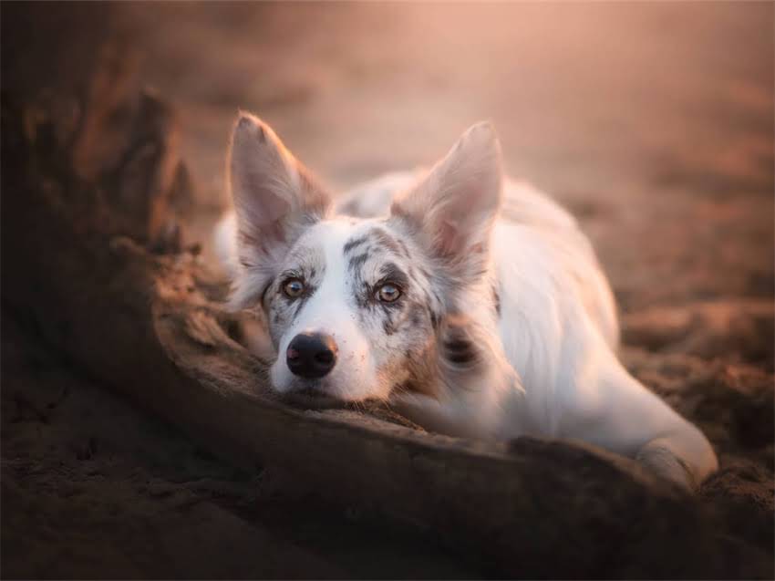 图片 小猫失声原因全：5大常见因素及应对措施.jpg