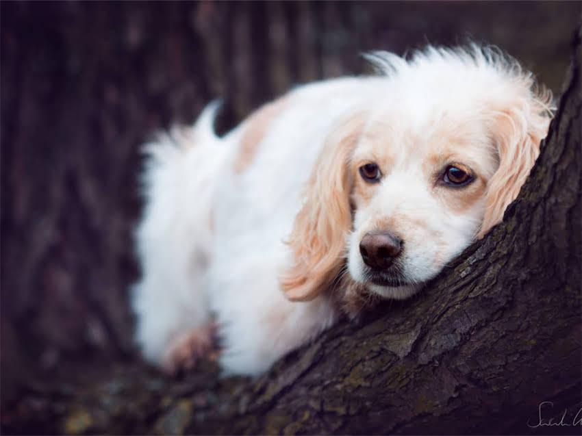 图片 小猫怀孕初期症状详细：新手必看的7个关键指标及应对指南2.jpg