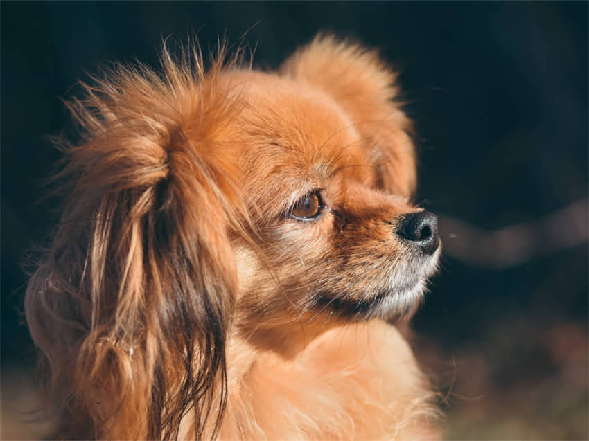 图片 小猫感冒会自己好吗？5大症状判断+家庭护理全攻略（附兽医建议）.jpg