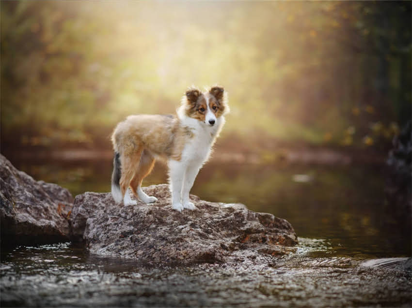 图片 小猫打喷嚏流黄鼻涕怎么办？症状原因及家庭护理全攻略（附就医指南）.jpg