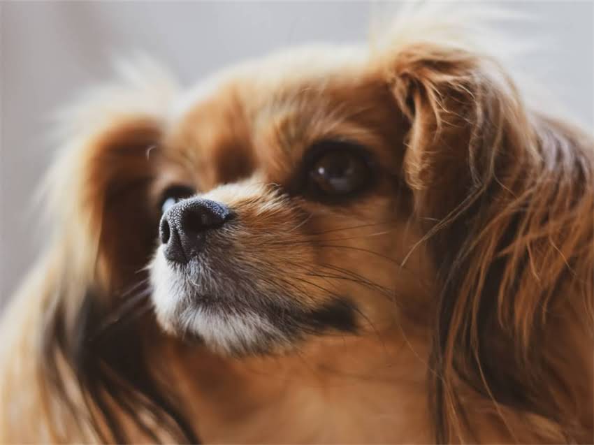 图片 小猫打喷嚏流黄鼻涕怎么办？症状原因及家庭护理全攻略（附就医指南）1.jpg