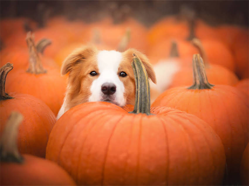 图片 小猫打喷嚏流黄鼻涕怎么办？症状原因及家庭护理全攻略（附就医指南）2.jpg