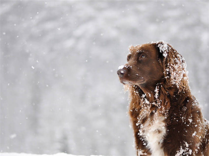 图片 小猫扭伤的紧急处理与科学护理全指南（附5步急救法）.jpg