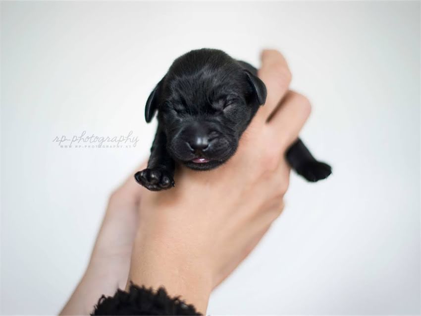 图片 小猫抽搐怎么办？资深兽医详解急救措施与家庭护理指南（附症状判断与预防技巧）1.jpg