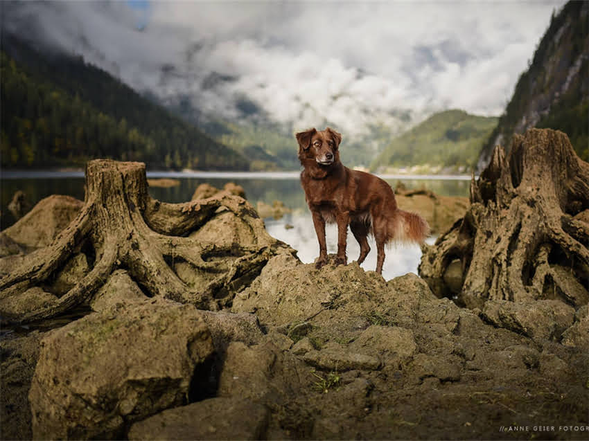 图片 小猫抽搐怎么办？资深兽医详解急救措施与家庭护理指南（附症状判断与预防技巧）2.jpg