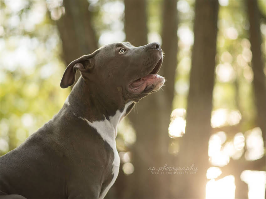 图片 小猫拉稀怎么办🐱｜紧急处理+家庭疗法+预防指南（附症状自检表）.jpg