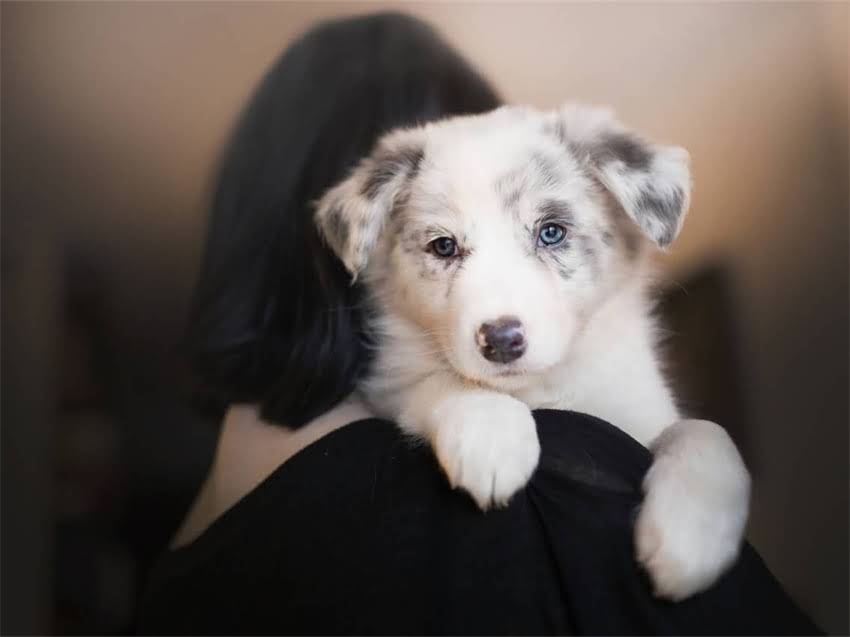 图片 小猫拉稀禁食多久？兽医紧急处理指南：3天自救法+饮食调整全.jpg