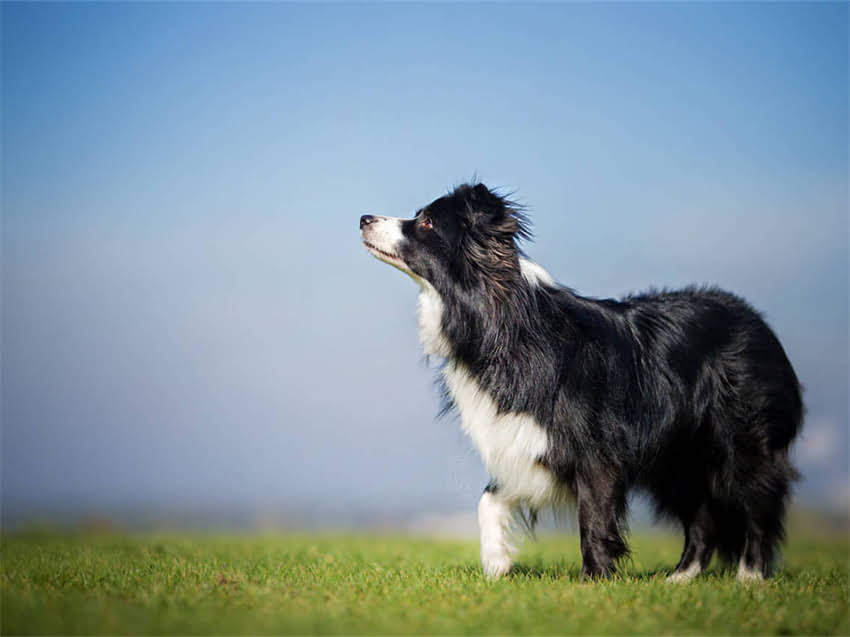 图片 小猫拒食怎么办？新手必看的10个原因分析与专业解决方案（附自救指南）.jpg