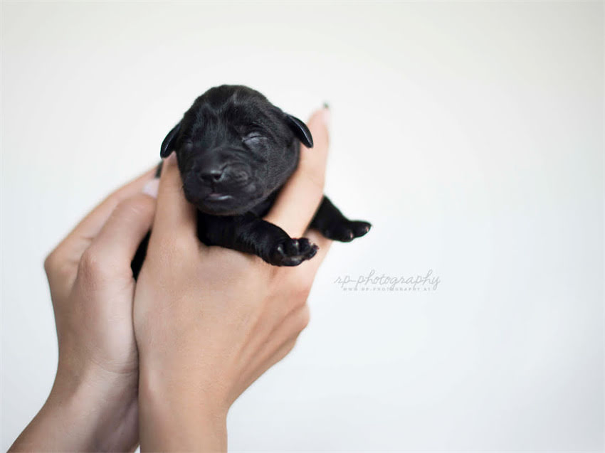 图片 小猫拒食怎么办？新手必看的10个原因分析与专业解决方案（附自救指南）1.jpg