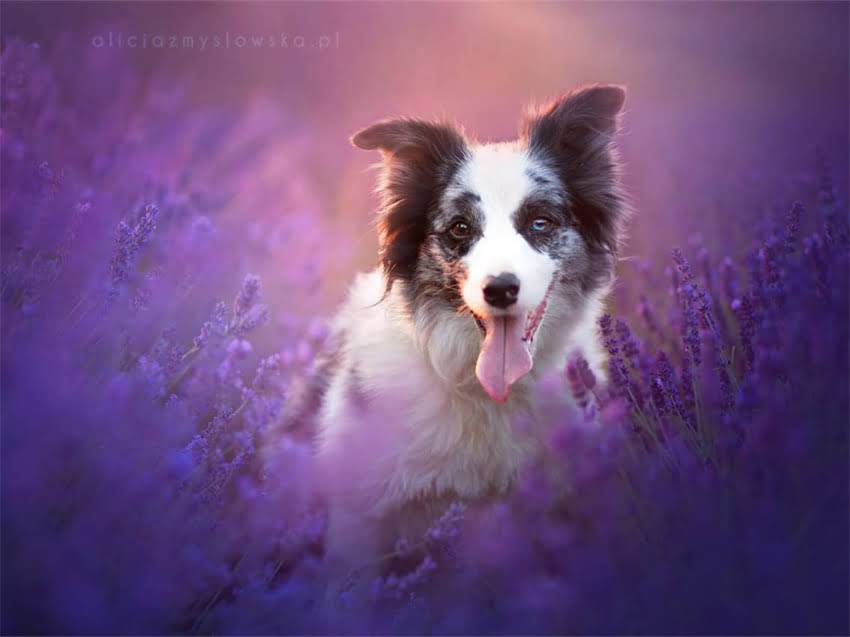 图片 小猫拒食怎么办？新手必看的10个原因分析与专业解决方案（附自救指南）2.jpg