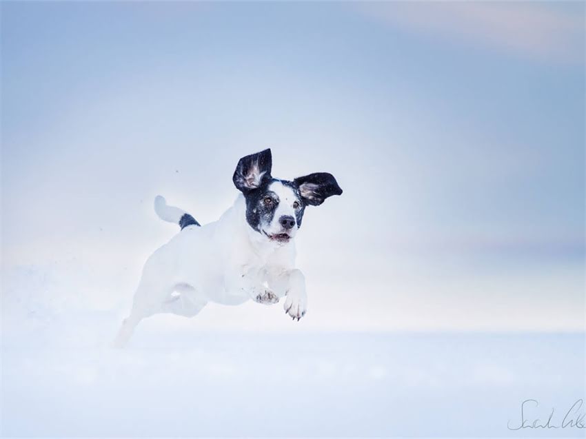 图片 小猫无法发声怎么办？5大原因+专业应对指南，养猫人必看！2.jpg