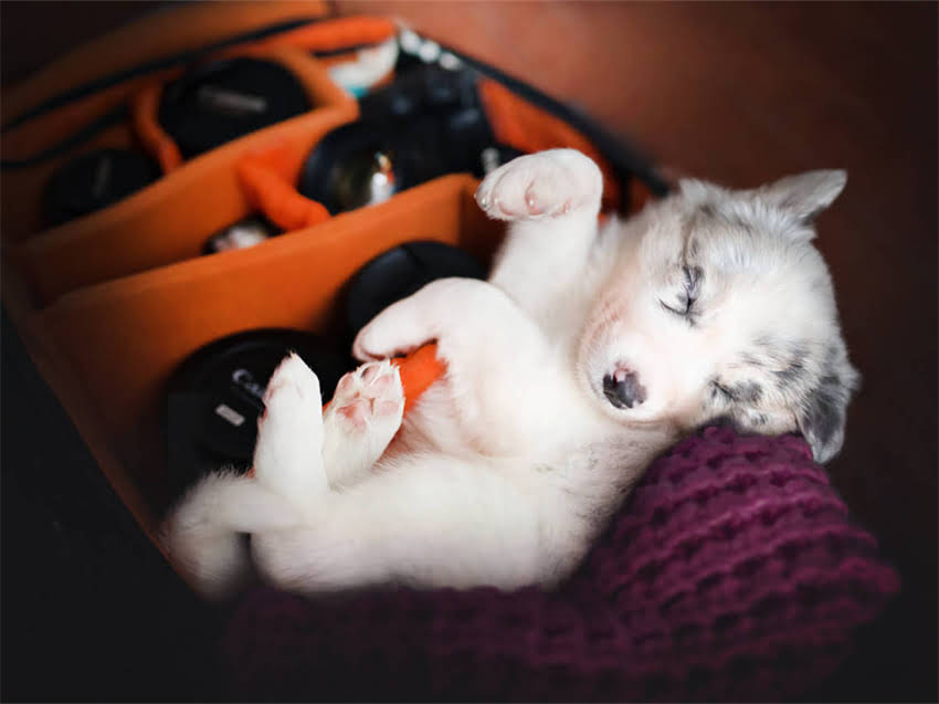 图片 小猫每天吃多少猫粮？科学喂养指南与常见误区全.jpg