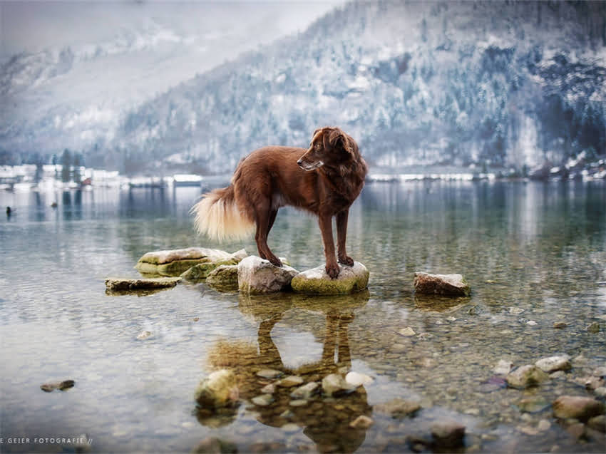 图片 小猫每天吃多少猫粮？科学喂养指南与常见误区全1.jpg